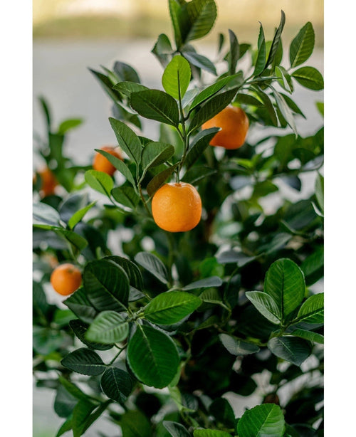 Eine Nahaufnahme des künstlichen Orangenbaums 120 cm zeigt leuchtend orangefarbene Früchte zwischen glänzend grünen Blättern, mit einem unscharfen Hintergrund, der das realistische, lebendige Aussehen des künstlichen Baums betont.