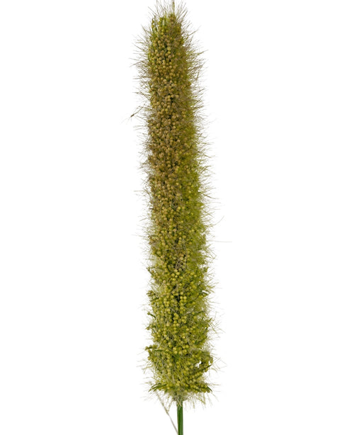 Eine Nahaufnahme des künstlichen Rohrkolben-Zwiebelgras-Topfes (150 cm, feuerhemmend) zeigt seinen lebensechten, aufrechten grünen Fuchsschwanz-Samenkopf mit kleinen Borsten und dichten Samen vor einem schlichten weißen Hintergrund.