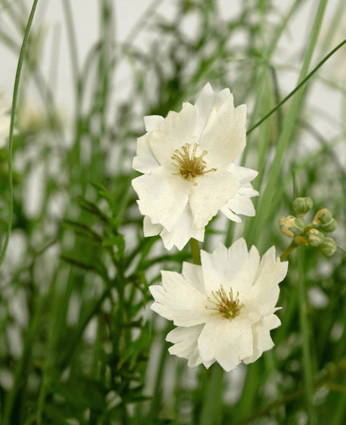 Der feuerhemmende Kunstrasen-Zwiebelgrastopf mit weißen Gesangsblumen (90 cm) hat lebensechte weiße, geschichtete Blüten mit kleinen Knospen zwischen dünnem grünem Gras und Blattwerk für ein frisches, natürliches Aussehen.