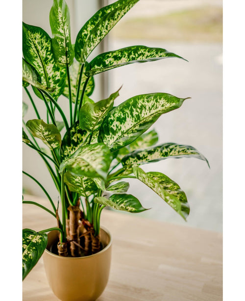 Die Kunstpflanze Dieffenbachia UV 75 cm mit farbenfrohen weißen und hellgrünen Blättern steht in einem stilvollen Pflanzgefäß auf einem hellen Holztisch am Fenster und ist in sanftes natürliches Licht getaucht.