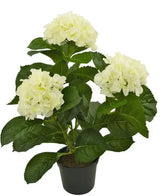Wir stellen Ihnen die Kunstpflanze Hortensie Weiß UV 35 cm vor, eine lebensechte Kunstpflanze mit drei Büscheln hellweißer Hortensienblüten und üppig grünen Blättern, wunderschön verarbeitet, um echten Blumen zu ähneln, präsentiert vor einem strahlend weißen Hintergrund.