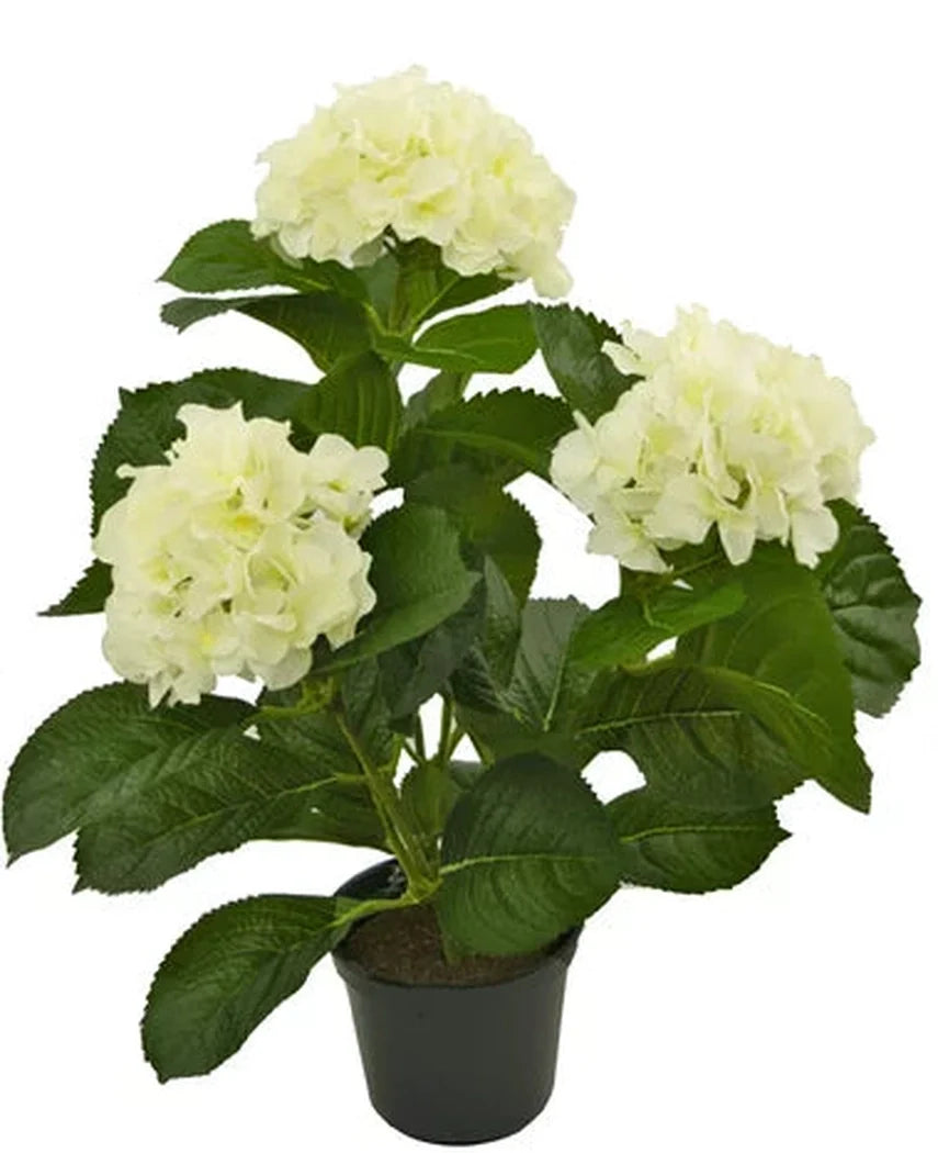 Wir stellen Ihnen die Kunstpflanze Hortensie Weiß UV 35 cm vor, eine lebensechte Kunstpflanze mit drei Büscheln hellweißer Hortensienblüten und üppig grünen Blättern, wunderschön verarbeitet, um echten Blumen zu ähneln, präsentiert vor einem strahlend weißen Hintergrund.