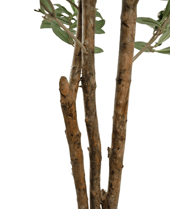 Nahaufnahme einiger brauner Äste mit rauer Rinde und einigen grünen Blättern des künstlichen Olivenbaums UV 180 cm vor einem schlichten weißen Hintergrund.