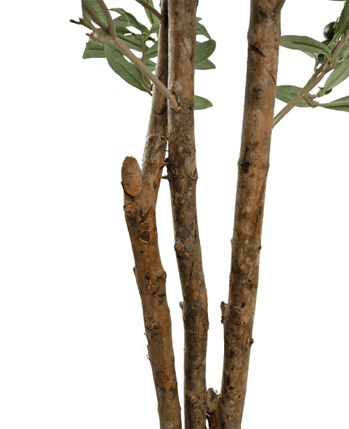 Nahaufnahme einiger brauner Äste mit rauer Rinde und einigen grünen Blättern des künstlichen Olivenbaums UV 180 cm vor einem schlichten weißen Hintergrund.