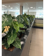 Eine Reihe künstlicher Pflanzen Syngonium UV 58 cm grenzt an einen Pflanzkasten auf der Theke und füllt diesen hellen, modernen Raum mit herzförmigem Grün und schafft eine grüne Oase in der Nähe von sonnendurchfluteten Fenstern und glatten Fliesenböden.