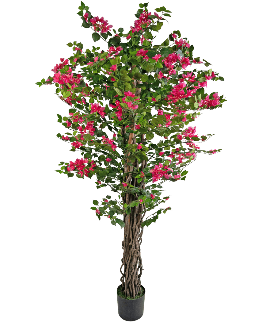 Die künstliche Bougainvillea 180 cm ist eine hohe Kunstpflanze mit gedrehten braunen Stielen, leuchtend grünen Blättern und leuchtend rosa Blütensträußen in einem Topf.
