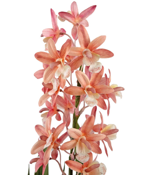 Die Kunstpflanze Cymbidium 58 cm rosa besteht aus rosa und pfirsichfarbenen Orchideen mit einem blassen Herzen und einem gefleckten Schlund, die an grünen Stielen vor einem weißen Hintergrund blühen.