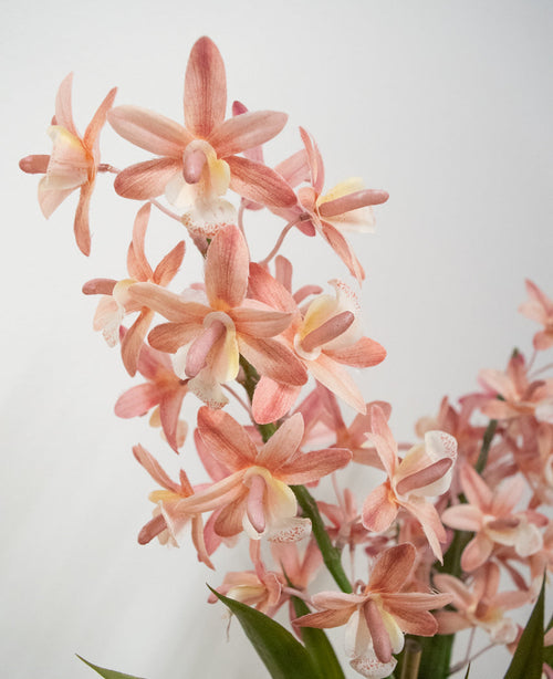 Das künstliche Cymbidium 58 cm rosa zeigt hellrosa und pfirsichfarbene Orchideen mit grünen Stielen und Blättern vor einem schlichten weißen Hintergrund.