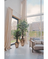 Zwei Kunstpflanzen Ficus Liana 180 cm in goldglänzenden Töpfen stehen neben einem großen Fenster mit langen cremefarbenen Vorhängen in einem hellen, modernen Wohnzimmer mit beigem Sessel und strukturiertem Kissen. Draußen sind Bäume und ein Gebäude zu sehen.