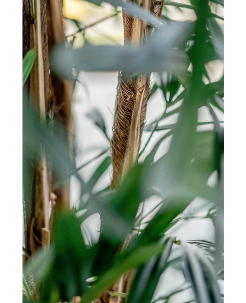 Nahaufnahme von grünen Palmblättern und braunen Stielen auf der 180 cm großen Kunstpflanze Artificial Lady Palm mit einem sanft dunstigen, natürlichen tropischen Aussehen. Das Licht dringt sanft durch das Laub im Hintergrund.