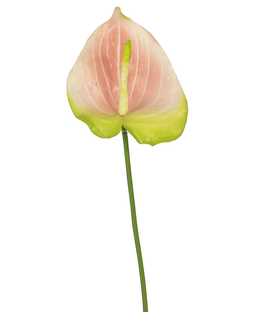 Eine einzelne künstliche Anthurium-Blume von 68 cm in Rosa mit einer zarten rosa-grünen Blüte auf einem langen grünen Stiel hebt sich wunderschön von einem weißen Hintergrund ab. Diese elegante Kunstblume ist ideal für alle, die rosafarbene Kunstblumen oder hochwertige Seidenblumen suchen, um ihrem Interieur eine zusätzliche Dimension zu verleihen.
