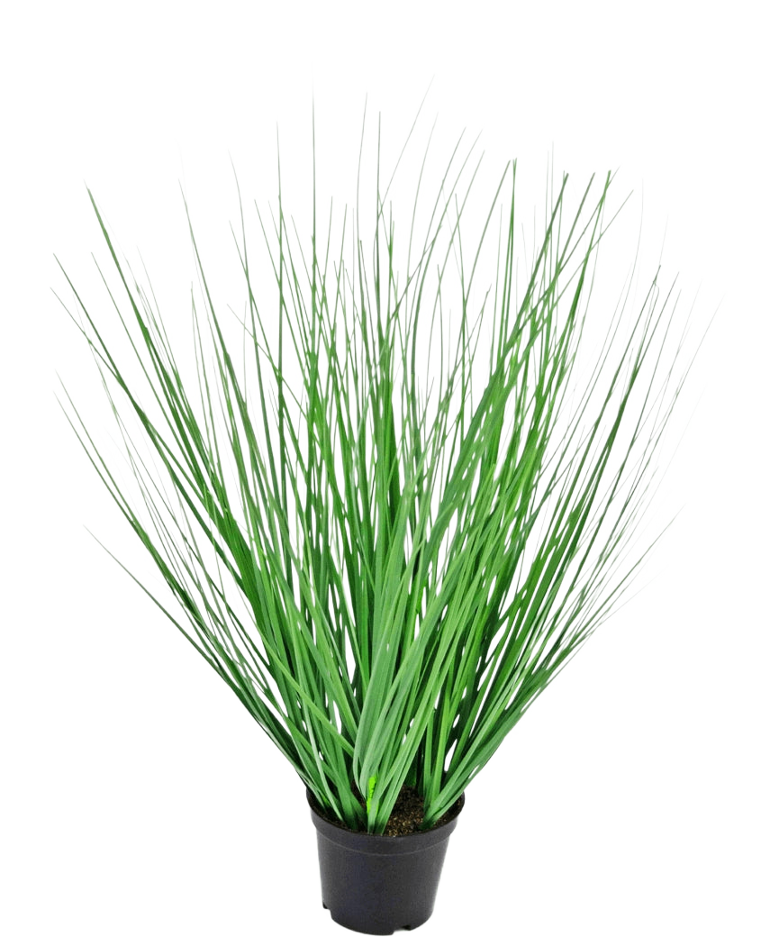 Die feuerhemmende Kunstrasenpflanze Zwiebel 50 cm hat lange, dünne, grüne, grasähnliche Blätter, die sich von der Mitte nach außen erstrecken und in einem Topf vor einem schlichten weißen Hintergrund präsentiert werden.