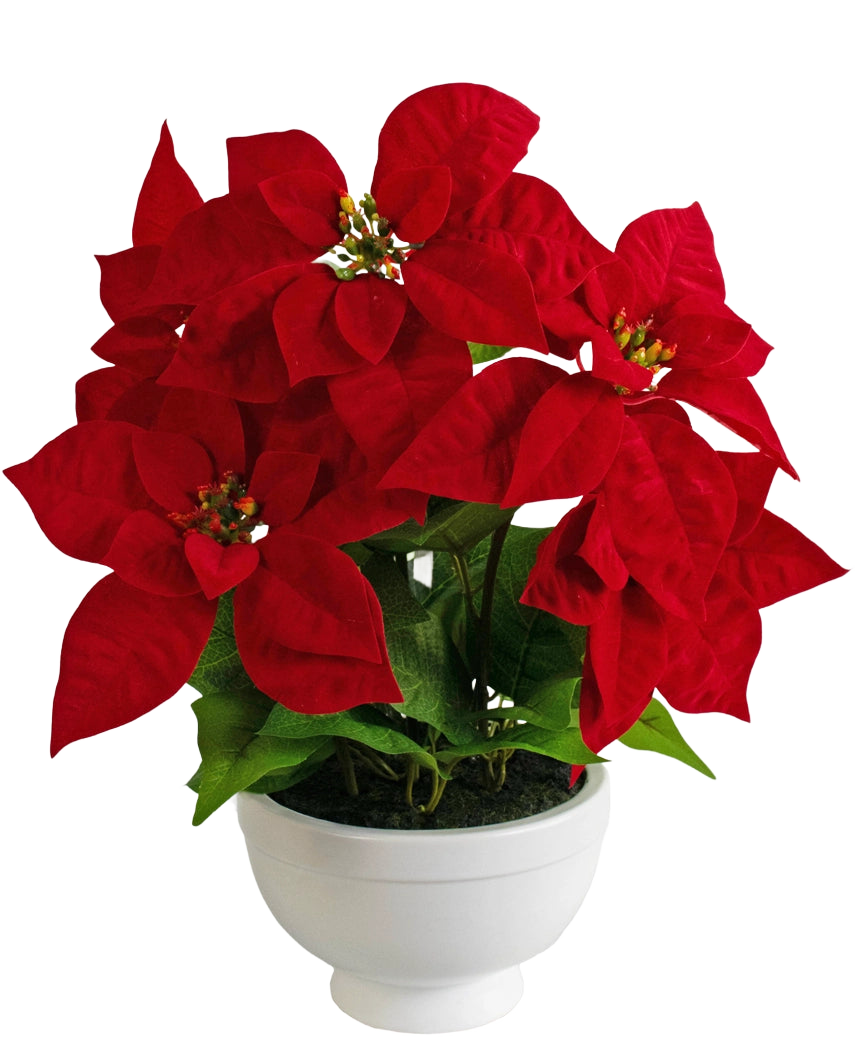 Die Kunstpflanze Weihnachtsstern 44 cm rot ist ein weißer Topf mit einer Weihnachtssternpflanze mit leuchtend roten, sternförmigen Blättern und grünem Blattwerk vor einem schlichten weißen Hintergrund.