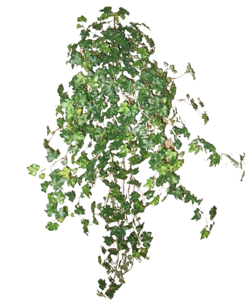 Der künstliche Efeu Deluxe Green 90 cm ist eine Gruppe dichter grüner Efeuranken, die nach unten und außen verlaufen, isoliert auf einem schlichten weißen Hintergrund.