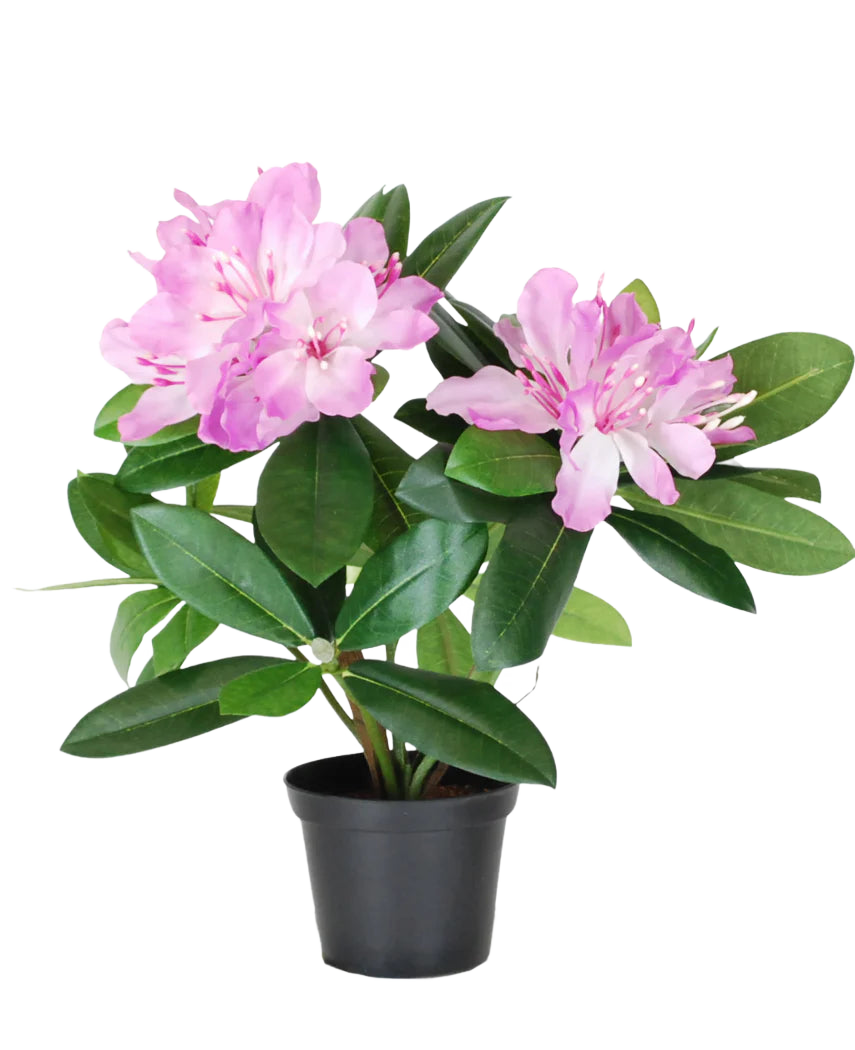 Die Kunstpflanze Rhododendron 34 cm hat leuchtend grüne Blätter und hellrosa Blütensträuße in einem kleinen schwarzen Topf vor einem schlichten weißen Hintergrund.