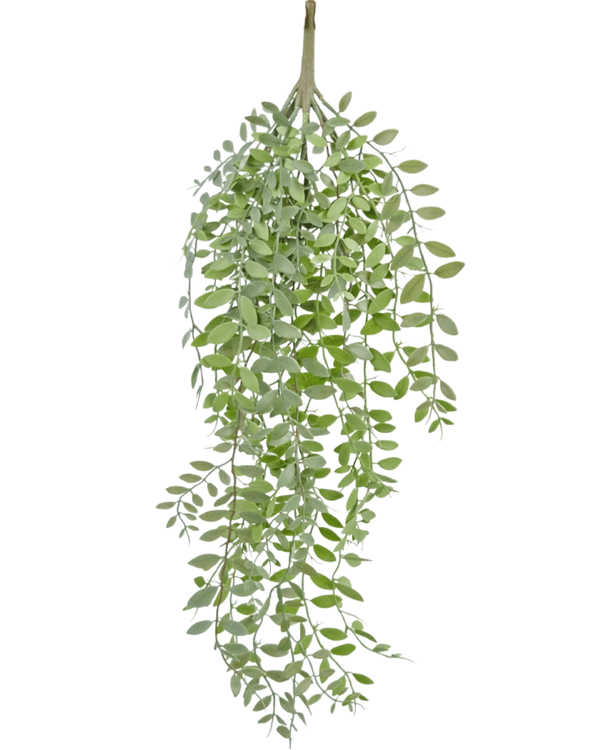 Die künstliche Hängepflanze Pumila/Eukalyptus 76 cm hat grüne, schmale Blätter und schlanke Stängel, die vor einem schlichten weißen Hintergrund herabfallen.
