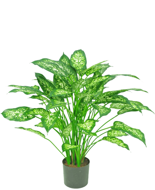 Die Kunstpflanze Dieffenbachia 75 cm ist eine grüne Topfpflanze mit großen, spitzen Blättern in hellgrünen und weißen Farbtönen, dargestellt vor einem schlichten weißen Hintergrund.