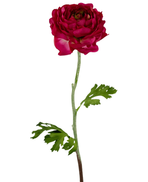 Die künstliche Ranunkelblume 51 cm dunkelrosa ist eine künstliche dunkelrosa Ranunkel mit geschichteten Blütenblättern, einem langen grünen Stiel und tief gelappten grünen Blättern, isoliert auf einem weißen Hintergrund.