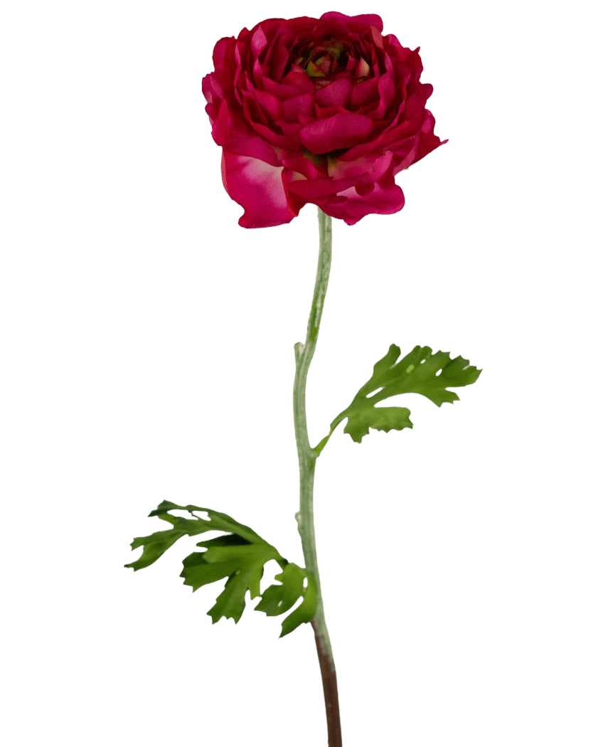 Die künstliche Ranunkelblume 51 cm dunkelrosa ist eine künstliche dunkelrosa Ranunkel mit geschichteten Blütenblättern, einem langen grünen Stiel und tief gelappten grünen Blättern, isoliert auf einem weißen Hintergrund.