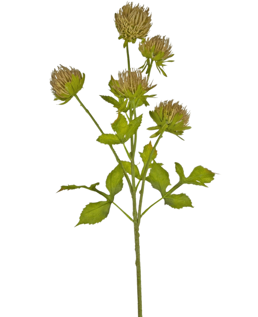 Die künstliche Blumendistel 66 cm braun hat einen grünen Stiel mit mehreren verzweigten Blättern und sechs braunen, zarten Blütenköpfen vor einem schlichten weißen Hintergrund.