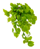 Der künstliche Pothos-Strauch Deluxe 90 cm UV hat leuchtend grüne, herzförmige Blätter, die herabfallen, vor einem schlichten weißen Hintergrund.