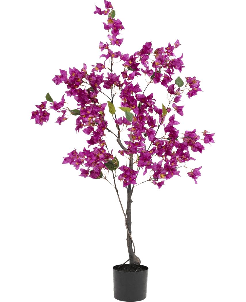 Die künstliche Bougainvillea 125 cm Lila hat leuchtend violette Blüten und üppig grüne Blätter an mehreren Zweigen, was sie zu einer farbenfrohen Kunstpflanze macht, die sich ideal zur Verschönerung jedes Innenraums eignet.
