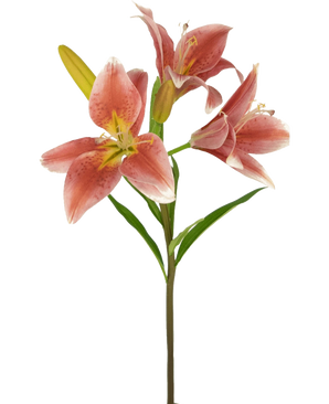 Auf einem Stiel der Kunstblume Asiatische Lilie 66 cm altrosa blühen mehrere rosa Lilien mit grünen Blättern vor einem schlichten weißen Hintergrund.