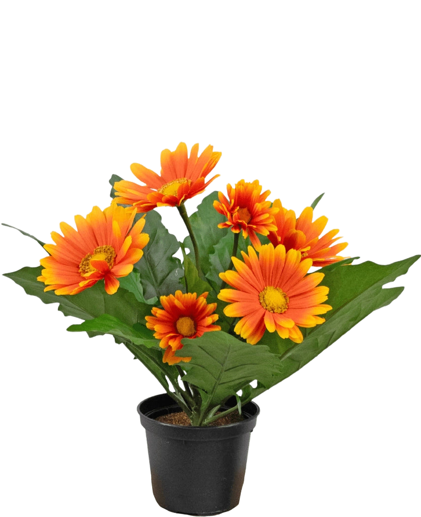 Die künstliche Gerbera UV 28 cm orange Pflanze hat künstliche orange und gelbe gänseblümchenartige Blüten mit grünen Blättern in einem schwarzen Topf, perfekt, um jeden Raum aufzuhellen.