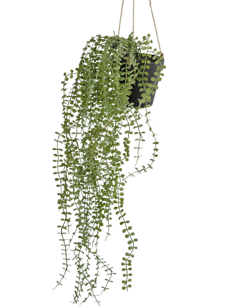 Die künstliche Hängepflanze Pumila 81 cm im Topf hat lange, gewundene grüne Ranken mit kleinen runden Blättern in einem schwarzen Hängetopf, aufgehängt an beigen Seilen vor einem schlichten weißen Hintergrund.
