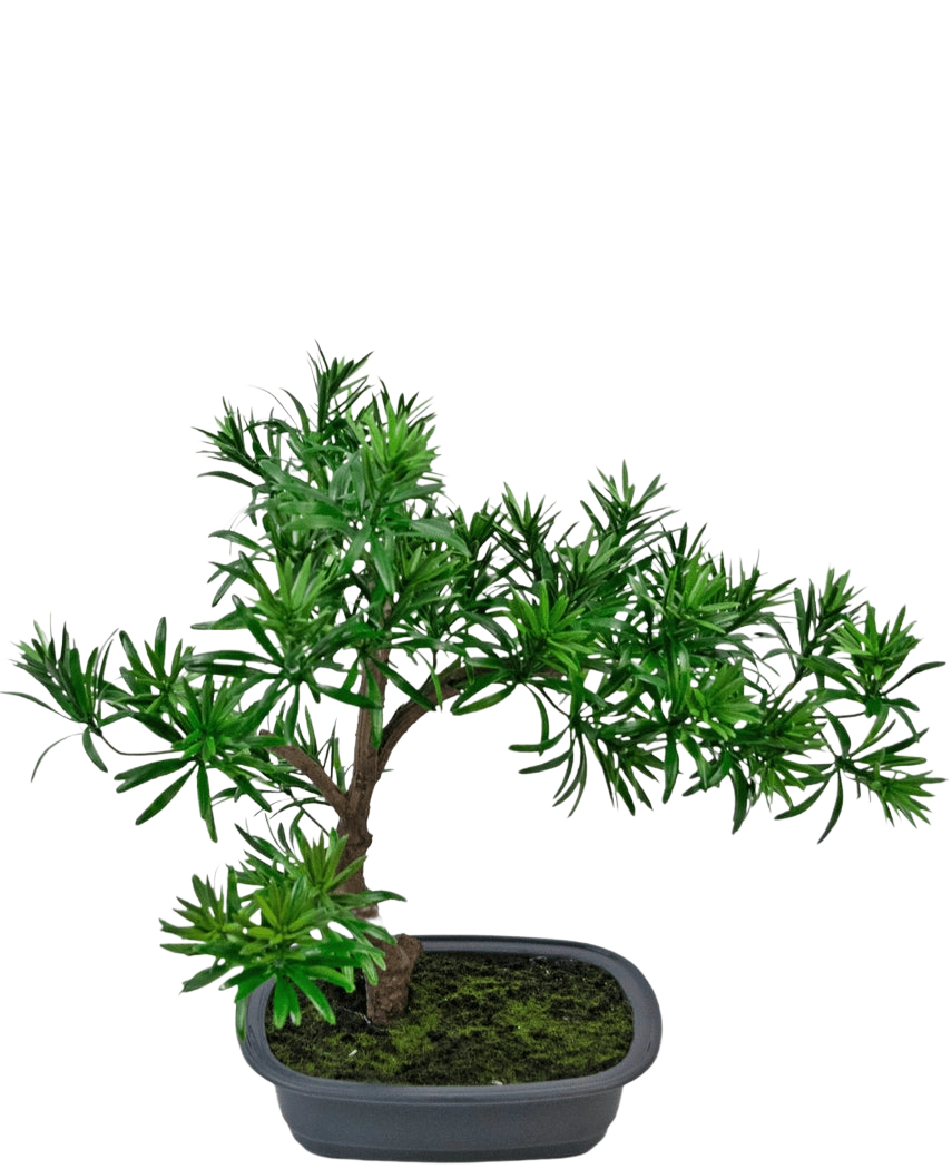 Die künstliche Pflanze Bonsai Podocarpus 40 cm verfügt über dichtes grünes Blattwerk in einem flachen, rechteckigen grauen Topf mit Moos, perfekt, um jedem Raum einen natürlichen Stil zu verleihen.