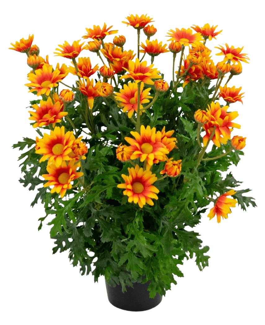 Die künstliche Pflanze Gänseblümchen UV 31 cm verfügt über leuchtend orange und gelbe gänseblümchenartige Blüten mit üppigen, tief gelappten grünen Blättern, alle in einer Topfanordnung isoliert auf weißem Hintergrund.