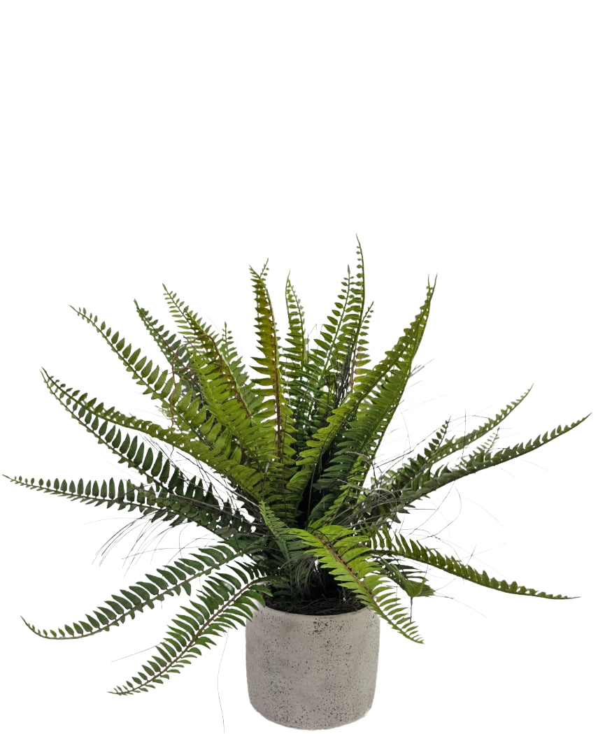 Der künstliche Bostonfarn 48 cm im Dekotopf ist eine realistische grüne Farnpflanze, die in einem dekorativen Betontopf vor einem weißen Hintergrund präsentiert wird.