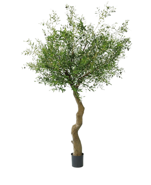 Der künstliche Olivenbaum 270 cm mit Oliven hat einen gedrehten Stamm und volle grüne Blätter mit realistischen Oliven, die wunderschön in einem Topf präsentiert und vor einem weißen Hintergrund dargestellt werden.