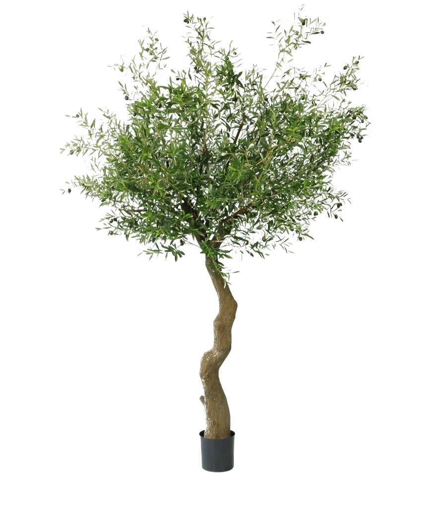 Der künstliche Olivenbaum 270 cm mit Oliven hat einen gedrehten Stamm und volle grüne Blätter mit realistischen Oliven, die wunderschön in einem Topf präsentiert und vor einem weißen Hintergrund dargestellt werden.