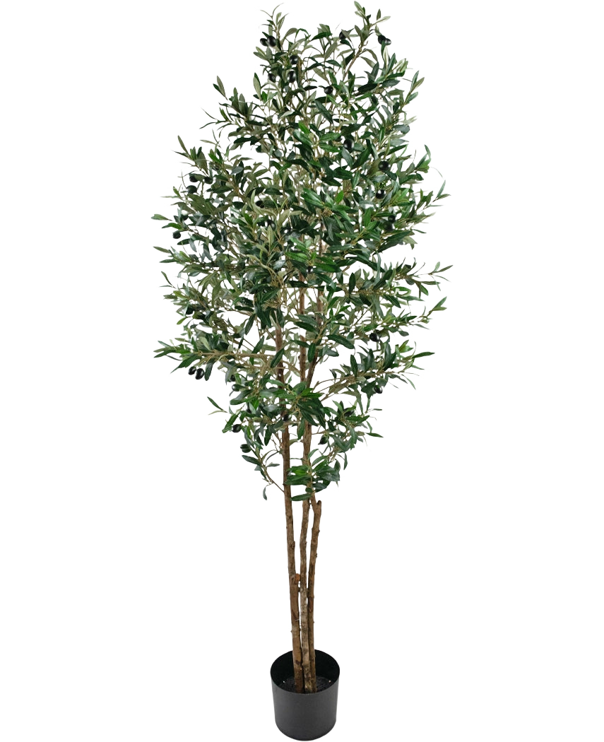Der künstliche Olivenbaum UV 180 cm ist ein hoher künstlicher Olivenbaum mit schlanken Zweigen und grünen Blättern, UV-beständig, in einem einfachen schwarzen Topf geliefert und wunderschön vor einem weißen Hintergrund hervorgehoben.