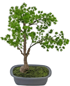 Die Kunstpflanze Bonsai Wacholder 40 cm hat einen schlanken Stamm und sattgrüne Blätter und wird in einen flachen, rechteckigen grauen Topf mit Moos gestellt. Der Hintergrund ist schlicht weiß.