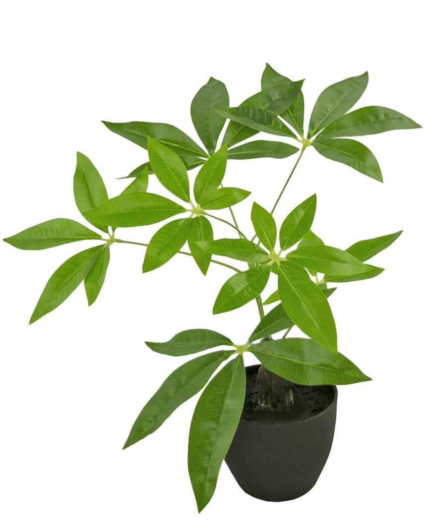 Der künstliche Pachira 30 cm ist ein künstlicher Geldbaum im Topf mit mehreren Stämmen und glänzend grünen Blättern in einem schwarzen Topf vor einem schlichten weißen Hintergrund.
