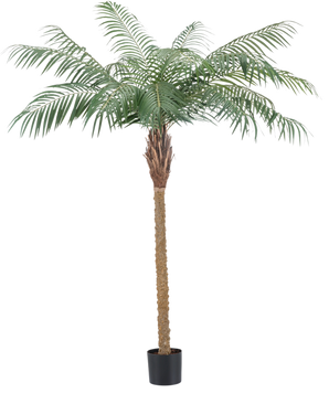 Die Kunstpflanze Phönixpalme De Luxe 180 cm hat federleicht grüne Blätter und einen strukturierten braunen Stamm in einem kleinen schwarzen Topf und bringt tropische Atmosphäre in jeden Raum.