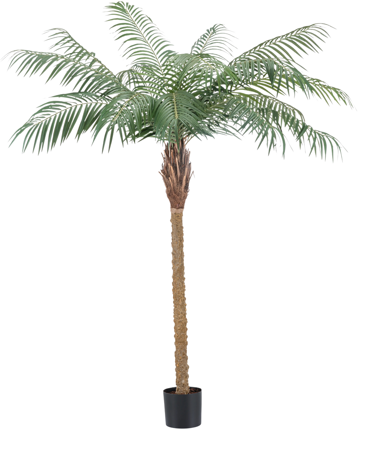 Die Kunstpflanze Phönixpalme De Luxe 180 cm hat federleicht grüne Blätter und einen strukturierten braunen Stamm in einem kleinen schwarzen Topf und bringt tropische Atmosphäre in jeden Raum.
