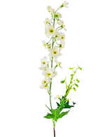 Die künstliche Blume Delphinium 79 cm weiß hat einen einzelnen Stiel aus weißen Delphiniumblüten mit grünen Blättern und Knospen, isoliert auf einem weißen Hintergrund.