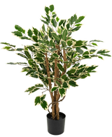 Kunstpflanze Ficus Grün/Weiß 90 cm mit braunen Stämmen und grünen Blättern mit weißen Rändern, dargestellt vor einem schlichten weißen Hintergrund.