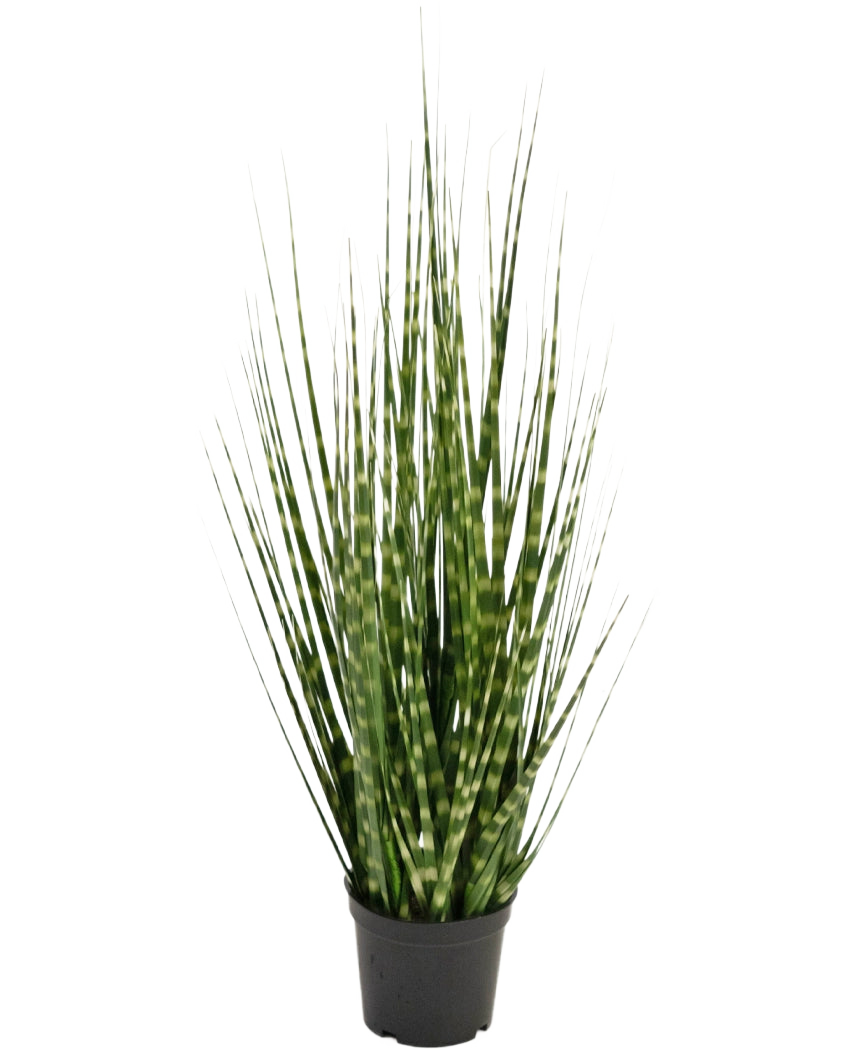 Der Kunstrasen-Zwiebelgraszweig Zebra ist eine 56 cm große, feuerhemmende Kunstpflanze mit langen, schmalen grünen Blättern und hellgrünen Streifen, die aufrecht in einem kleinen schwarzen Topf vor einem weißen Hintergrund steht.