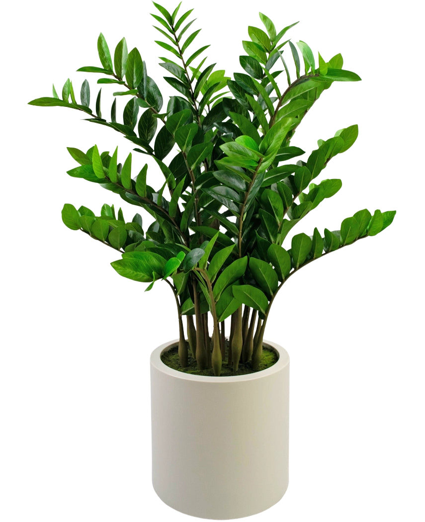 Die fertige Kunstpflanze Zamioculcas, 120 cm hoch mit glänzend grünen Blättern, steht aufrecht in einem schlichten beigen Topf vor einem schlichten weißen Hintergrund.