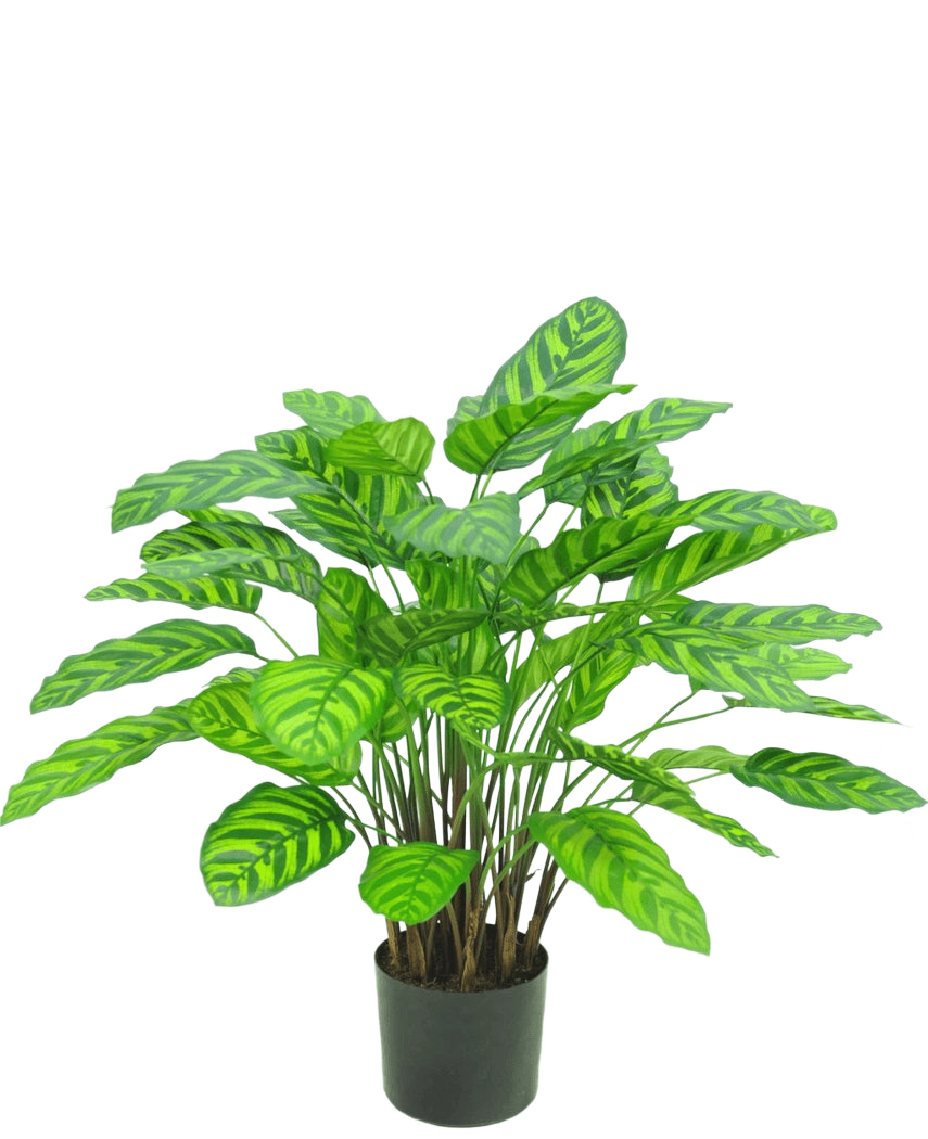 Die Kunstpflanze Calathea Makoyana UV 75 cm rot ist eine Kunstpflanze im Topf mit vielen breiten, leuchtend grünen Blättern mit hellgrünen Streifen, dicht beieinander an mehreren Stielen in einem kleinen schwarzen Topf vor weißem Hintergrund.