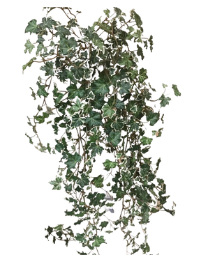 Der künstliche Efeu Deluxe Rich Green-White 90 cm hat üppige grüne und weiß gelappte Blätter an nachlaufenden Stielen, die sich wunderschön von einem schlichten weißen Hintergrund abheben.