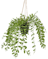 Die künstliche Hängepflanze Pumila im 30 cm Topf hat grüne Ranken mit ovalen Blättern, die an drei Schnüren vor einem schlichten weißen Hintergrund hängen.