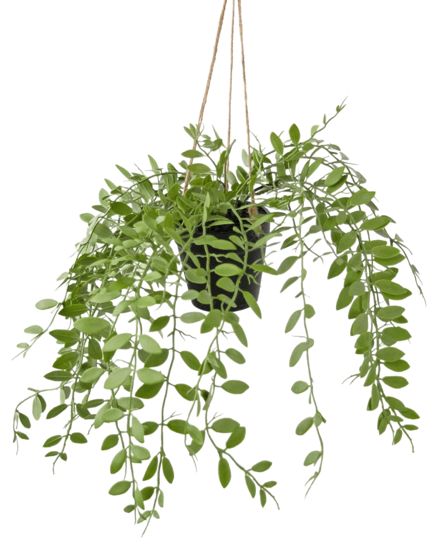 Die künstliche Hängepflanze Pumila im 30 cm Topf hat grüne Ranken mit ovalen Blättern, die an drei Schnüren vor einem schlichten weißen Hintergrund hängen.