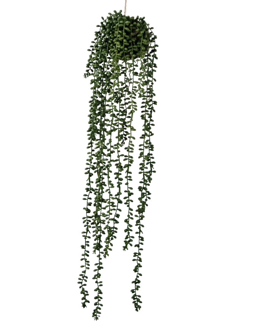 Die künstliche Hängepflanze Senecio Ball 71 cm hat lange, gewundene grüne Ranken, die oben aus einem runden Büschel hervorgehen und sich perfekt als Grün für einen schlichten weißen Hintergrund eignen.