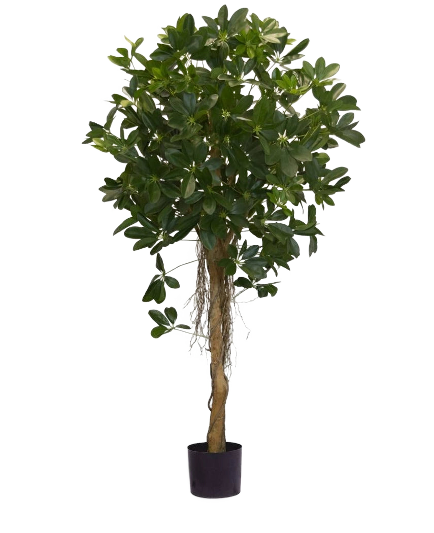 Die Kunstpflanze Schefflera kleine Blätter 150 cm hat einen hohen gedrehten Stamm und dichte Büschel dunkelgrüner Blätter vor einem schlichten weißen Hintergrund. Ideal, um Ihrem Interieur eine frische Note zu verleihen oder in stilvollen dekorativen Töpfen zu präsentieren.