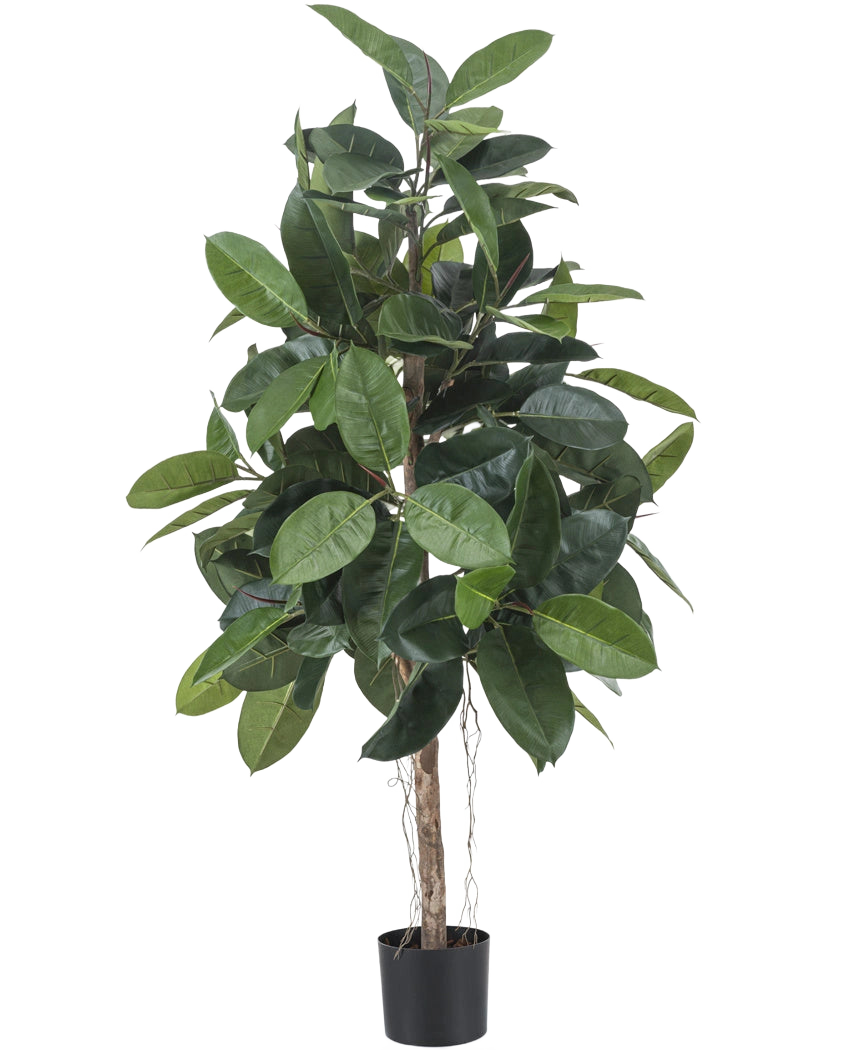 Die künstliche Gummipflanze 150 cm hat breite, glänzend dunkelgrüne Blätter und steht in einem kleinen schwarzen Topf vor einem weißen Hintergrund.